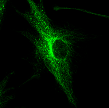 BPAE cells#2-60X-488nm