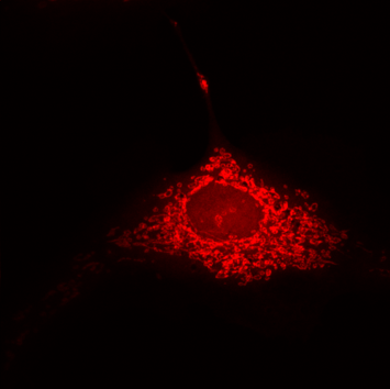 BPAE cells#1-60X-561nm