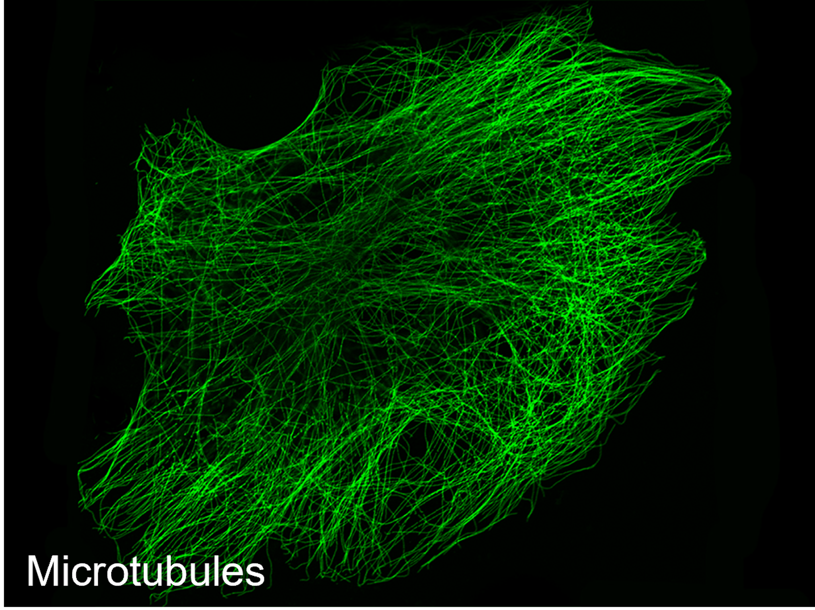 Microtubules