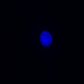 BPAE cells#2-60X-405nm