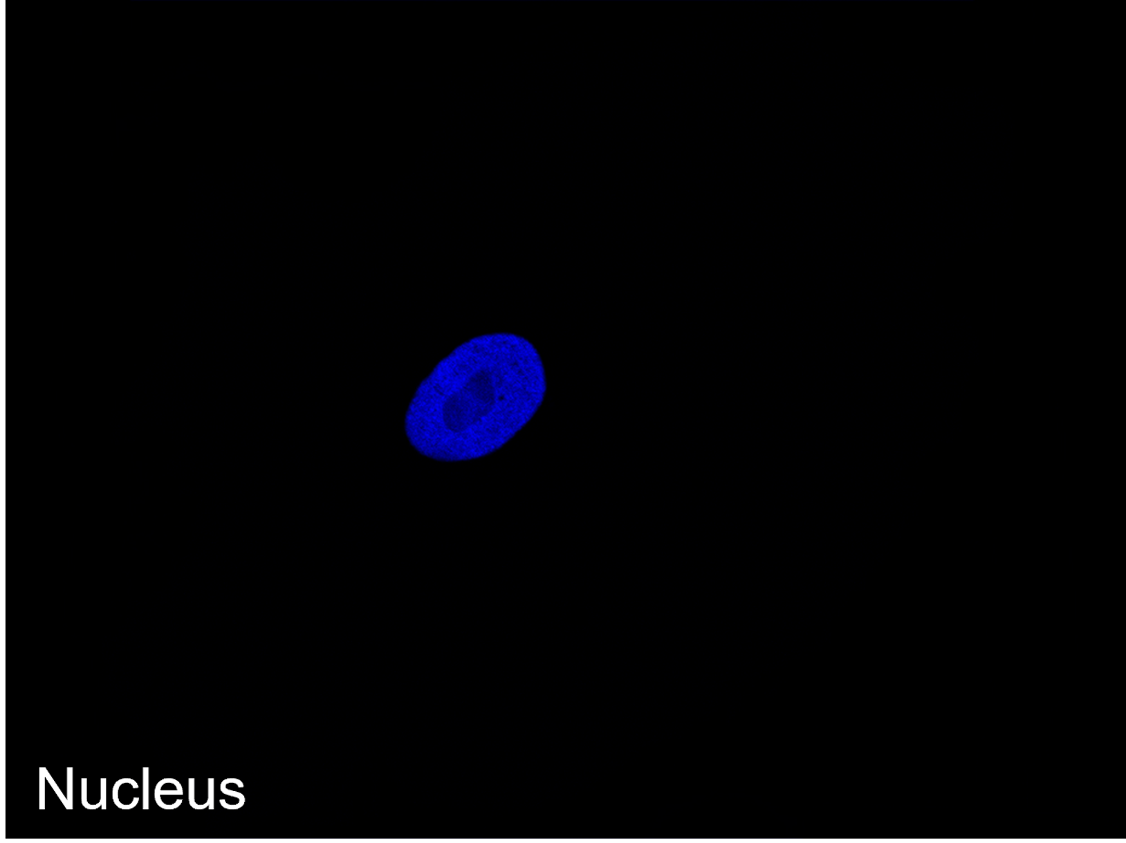 Nucleus