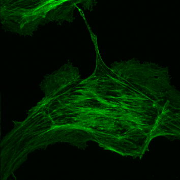 BPAE cells#1-60X-488nm