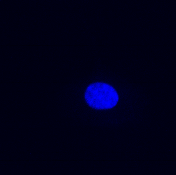 BPAE cells#1-60X-405nm