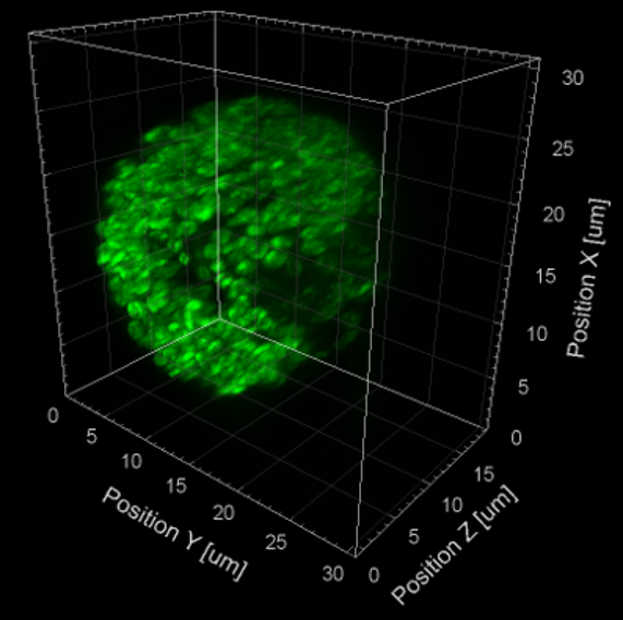 Hela cell 3D imaging