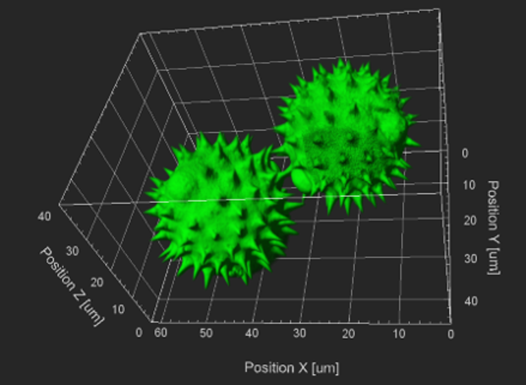 Pollen grain-3D